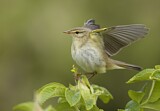 Image. Willow Warbler