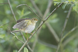 Image. Willow Warbler