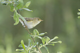 Image. Willow Warbler