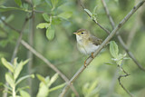 Image. Willow Warbler