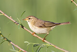 Image. Willow Warbler