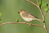 Image. Willow Warbler