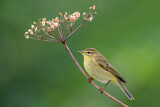 Image. Willow Warbler