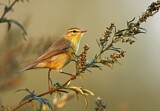 Image. Willow Warbler
