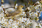 Image. Willow Warbler
