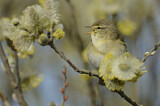 Image. Willow Warbler