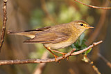Image. Willow Warbler