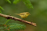 Image. Willow Warbler