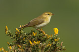 Image. Willow Warbler