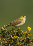 Image. Willow Warbler