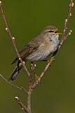 Image. Willow Warbler