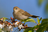 Image. Willow Warbler
