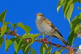 Image. Willow Warbler