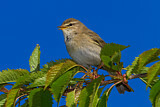 Image. Willow Warbler
