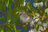 Image. Willow Warbler