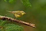 Image. Willow Warbler