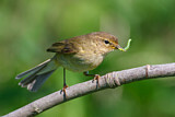 Image. Willow Warbler