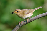 Image. Willow Warbler