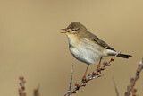 Image. Willow Warbler