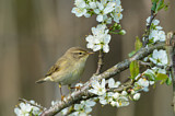 Image. Willow Warbler