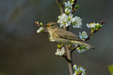 Image. Willow Warbler