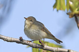 Image. Willow Warbler