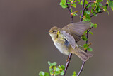 Image. Willow Warbler