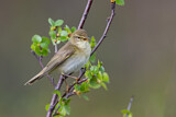 Image. Willow Warbler