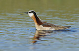 Image. Wilson's Phalarope