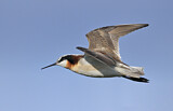 Image. Wilson's Phalarope