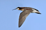 Image. Wilson's Phalarope