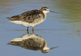 Image. Wilson's Phalarope