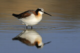Image. Wilson's Phalarope