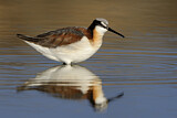 Image. Wilson's Phalarope