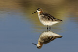 Image. Wilson's Phalarope