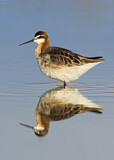 Image. Wilson's Phalarope