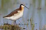 Image. Wilson's Phalarope