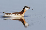 Image. Wilson's Phalarope