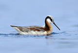 Image. Wilson's Phalarope