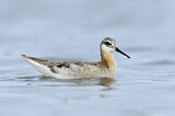 Image. Wilson's Phalarope