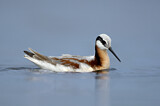 Image. Wilson's Phalarope