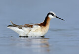 Image. Wilson's Phalarope