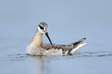 Image. Wilson's Phalarope