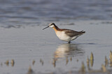 Image. Wilson's Phalarope