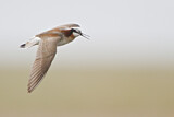 Image. Wilson's Phalarope