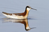 Image. Wilson's Phalarope
