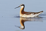 Image. Wilson's Phalarope