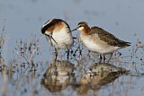 Image. Wilson's Phalarope