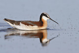 Image. Wilson's Phalarope