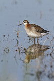 Image. Wilson's Phalarope